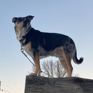 Meet your Posher, Joshua